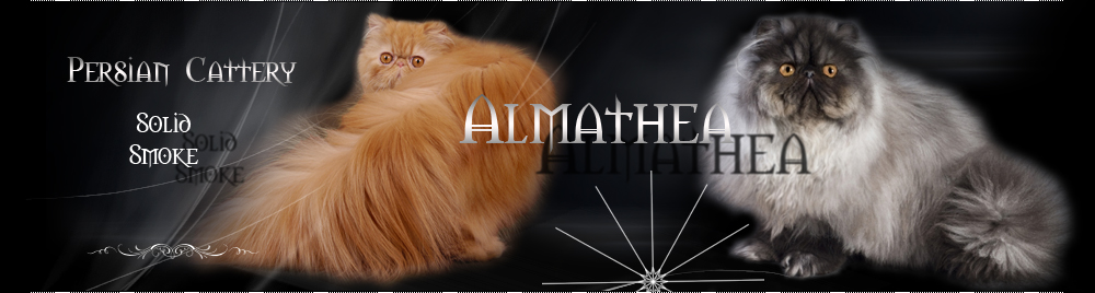 Persian Cattery - Almathea