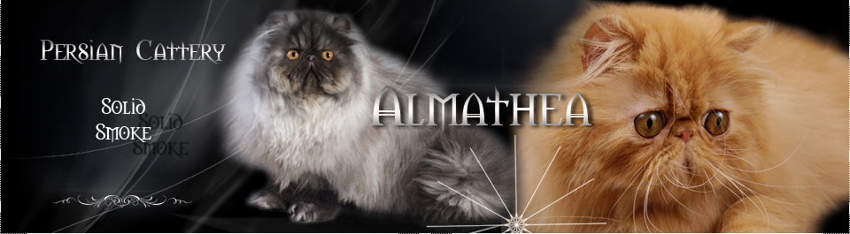 Almathea - Koty Perskie